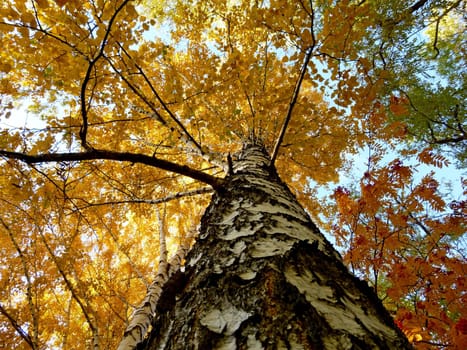 Autumn birche - a view from below. On the background of the sky. A bright autumn day