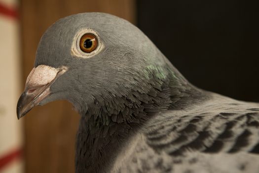 close up head shop of pigeon bird