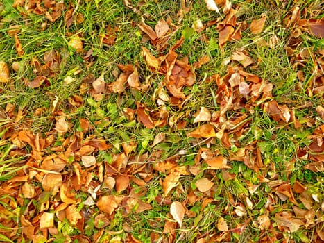 Brown autumn leaves on green grass. Beautiful autumn background