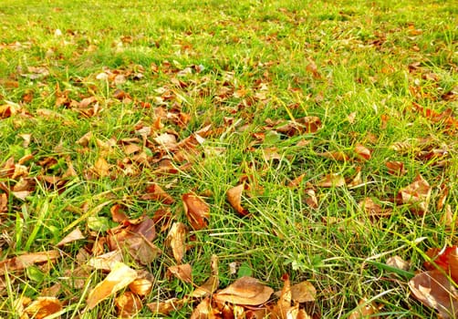 Brown autumn leaves on green grass. Beautiful autumn background