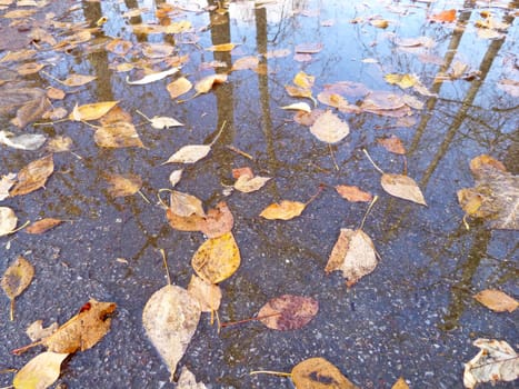 Autumn leaves in a puddle. Yellow and brown. Reflected tree trunks and blue sky