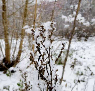 Dry plant in snow on a frosty day in winter