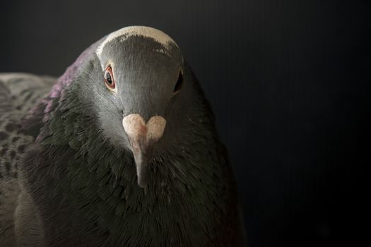 close up face of angry pigeon bird photography by low light style