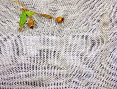 Autumn dried seed on a cloth burlap. One branch of the plant. Much space for your text