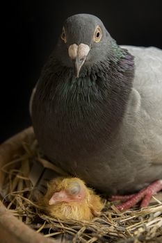 pigeon bird hatching  in home loft