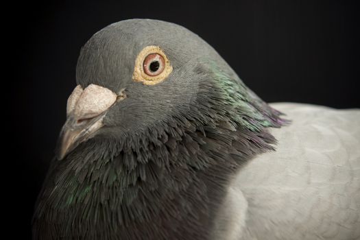 close up side view beautiful head shot of speed racing pigeon bird on gray background