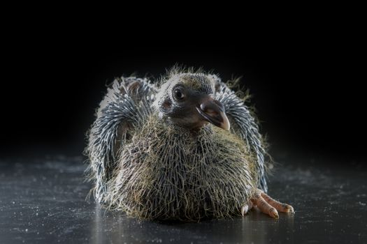 11days babies pigeon bird lying on black background