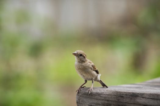 close up house sparrow with green blur background
