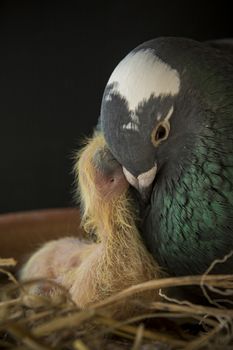 pigeon bird feeding to one day of new born in home nest