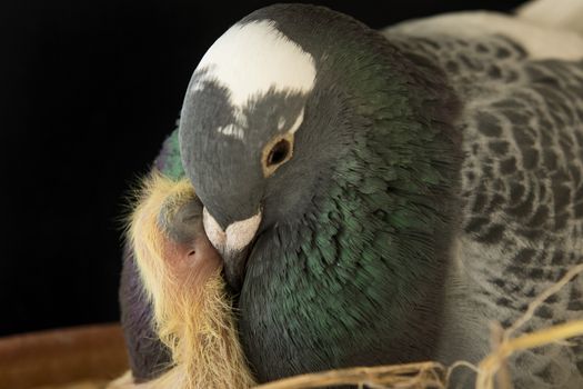 close up pigeon bird feeding to new baby in home loft