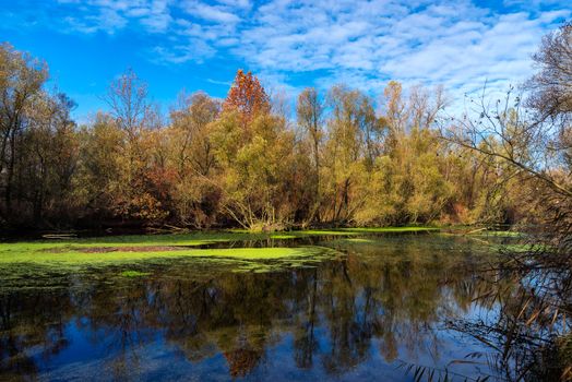 Wonderful views of the Ticino river and the forest, In the river floating green algae.