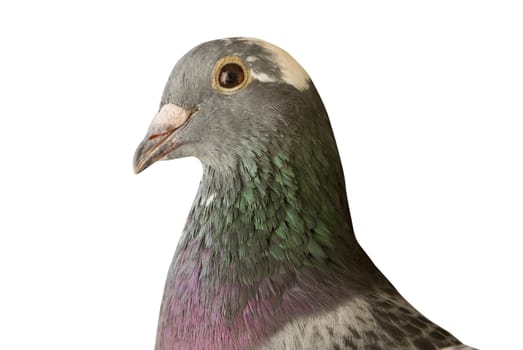 close up head shot of beautiful speed racing pigeon bird isolate white background