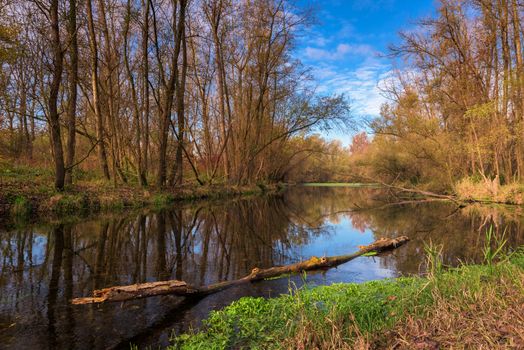 Wonderful views of the Ticino river and the forest, In the river floating green algae and trunk.