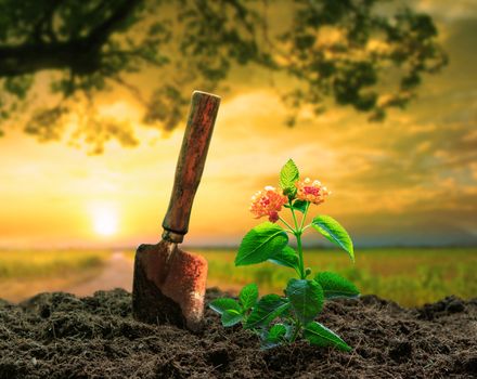 flowers plant and gardening tool against beautiful sunlight in green park use for people activities and growing tree in plantation field