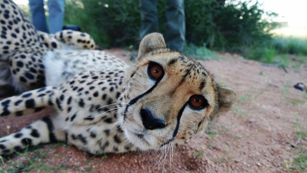 Cheetah in namibian savannah looks to camera