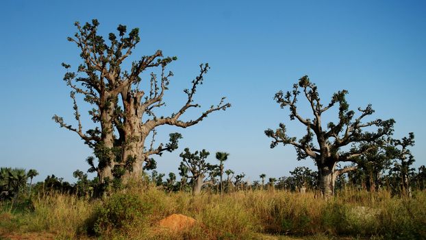 Landscape with giant Baobab forest, Dakar, Senegal