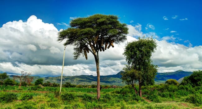 Traditional ethiopian beehives in Nachisar national park, Chamo lake, Ethiopia