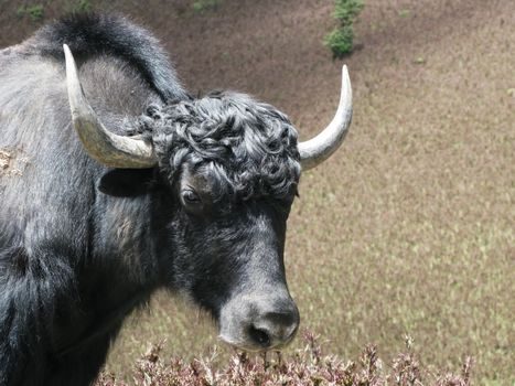 Head of yak, Himalayan wild cow, Bhutan