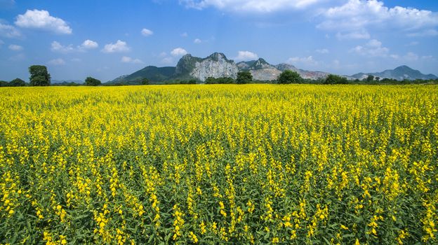 aerial view of yellow sunhemp flowers field in agricuilture meadow 