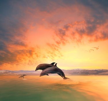 couples of sea dophin jumping through ocean wave floating mid air against beautiful sun set sky 