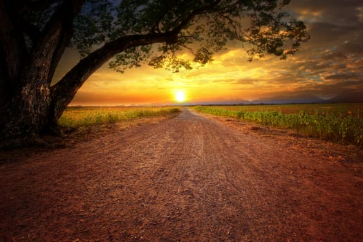 land scape of dustry road in rural scene and big rain tree plant against beautiful sunset sky use for natural background