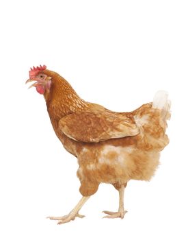 full body of brown chicken hen standing isolated white background use for farm animals and livestock theme