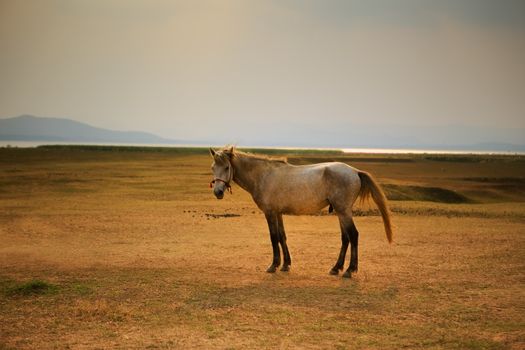 male horse on rural farm field