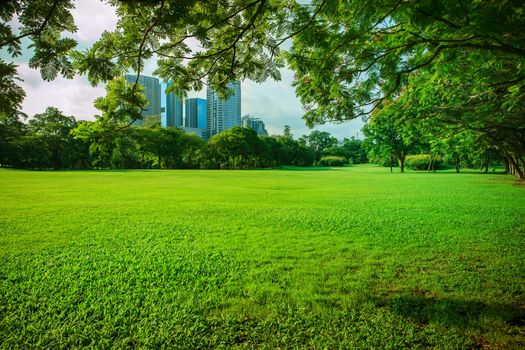 beautiful morning sun shining light in public park with green grass field and green fresh tree plant perspective use as copy space and natural background,backdrop