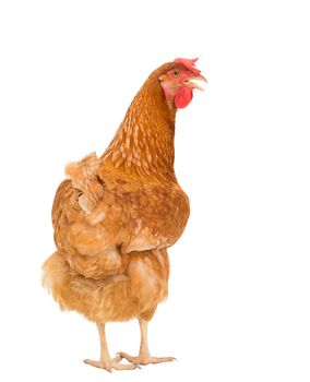 full body of brown chicken hen standing isolated white background use for farm animals , livestock and lovely pets theme