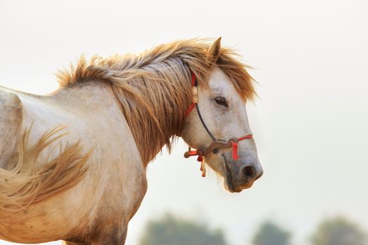 side view of white horse head against white background