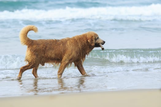 portrait of golden retriever dog playing with happiness emotion on sea beach