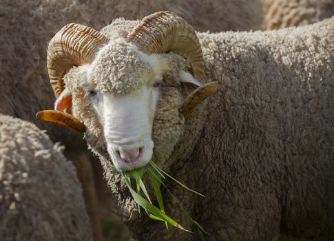 male merino sheep eating ruzi grass in rural ranch farm