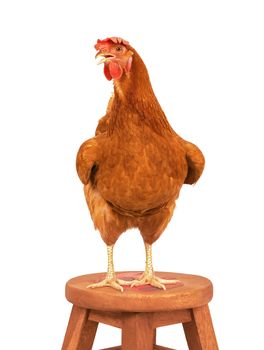 full body of brown chicken hen standing isolated white background use for farm animals and livestock theme