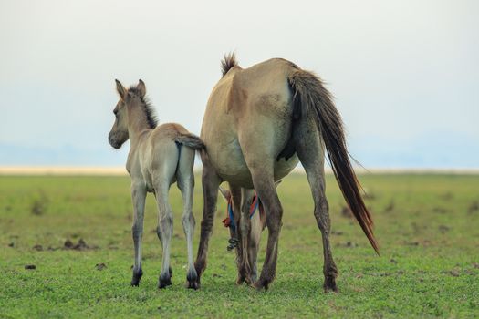 portrait of freedom horse pony in natural wide meadow 