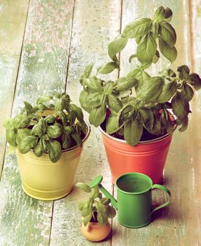 Fresh Green Lush Foliage Basil in Various Flower Pots with Green Catering Can closeup on Cracked Wooden background. Retro Styled