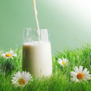 Pouring milk in a glass standing on flower field