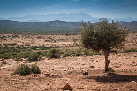 Orange sandy soil of a stone desert in Morocco. Argan tree in the foreground. In the background Atlas Mountains with a snow on the top. Cloudy sky.