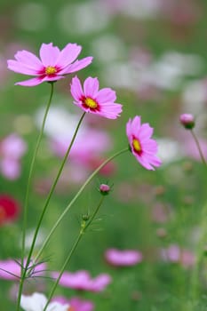 close up of pink cosmos flowers field with flare light behind and green blur background