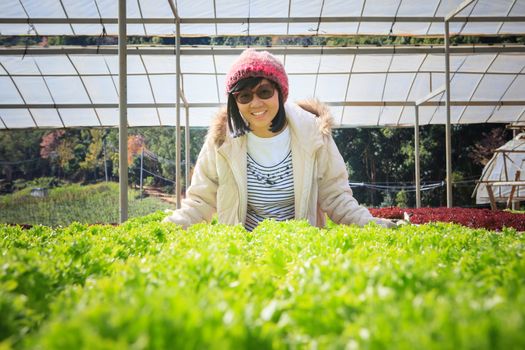 healthy care woman in hydroponic vegetable green house plantation