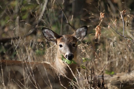 Whitetail Deer doe in late fall morning light