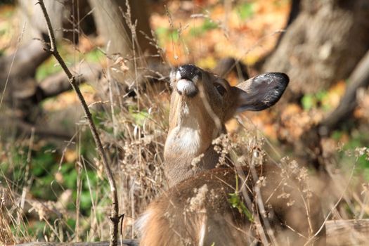 Whitetail Deer doe in late fall morning light