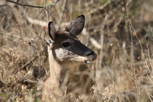 Whitetail Deer doe in late fall morning light