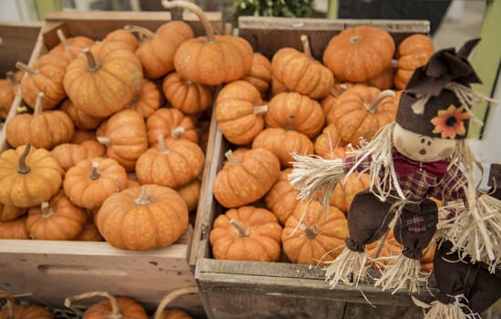 Colorful autumn pumpkins on wooden surface ready to sell