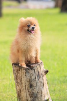 pomeranian pupply dog sitting on tree stump in green garden field