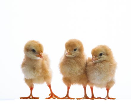 group of young babies livestock chicken isolated white background