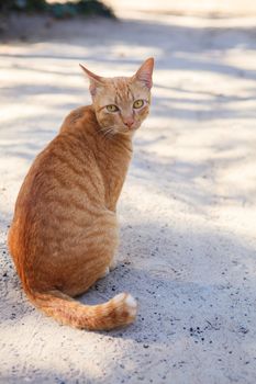 full body of siamese thai domestic cat eye contact with blur background