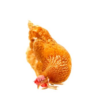 close up chicken hen eating something isolated white background