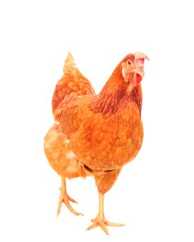 full body of brown chicken hen standing isolated white background use for farm animals and livestock theme