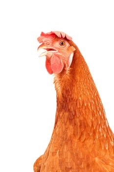 close up head of brown chickken ,hen isolated white background  use for farm animals and livestock theme