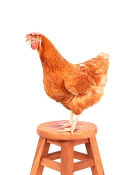 close up portrait full body of brown female eggs hen standing show beautiful plumage,feather isolated white background use for livestock and farm animals theme